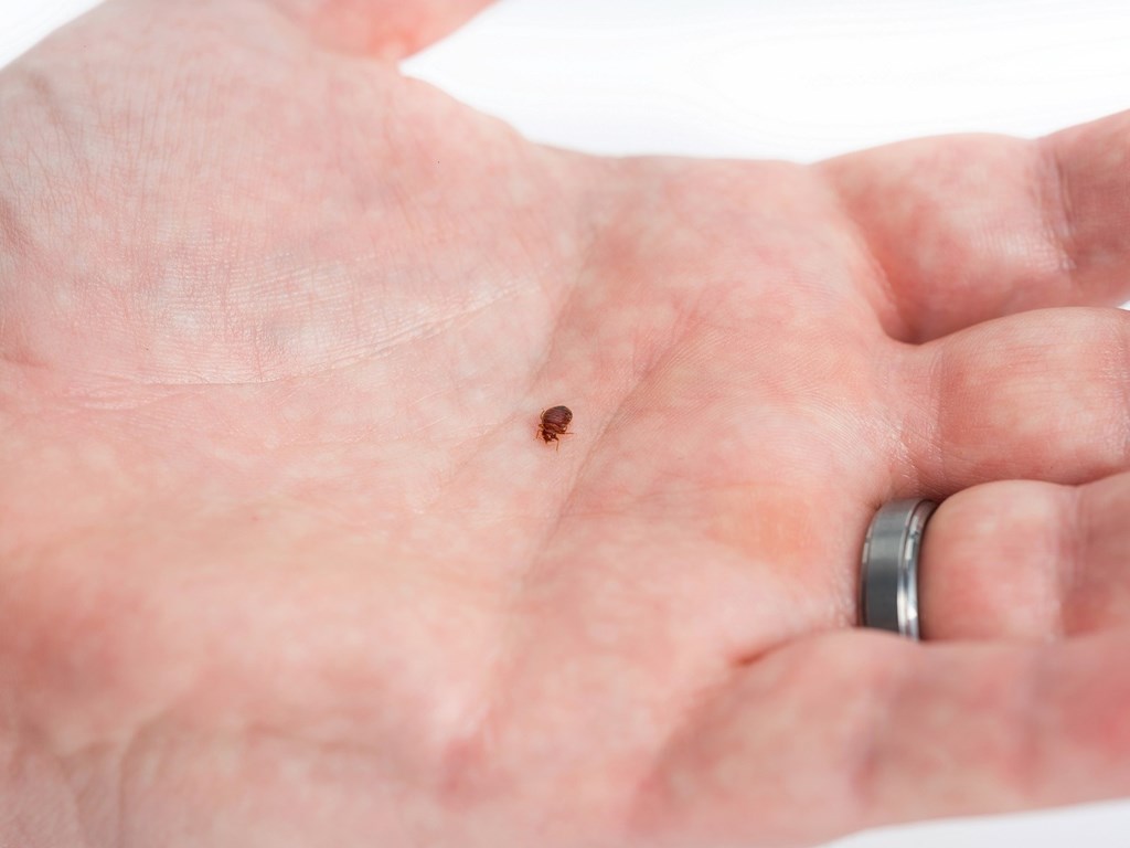 NMSU Research: Bed Bugs Can Transmit Chagas Disease Pathogen